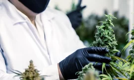 La première culture de cannabis médical en France