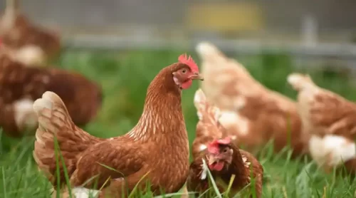 Cette ferme biologique thaïlandaise utilise le cannabis pour soigner ses poulets