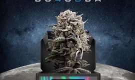 B-45 : Booba lance sa propre génétique de cannabis