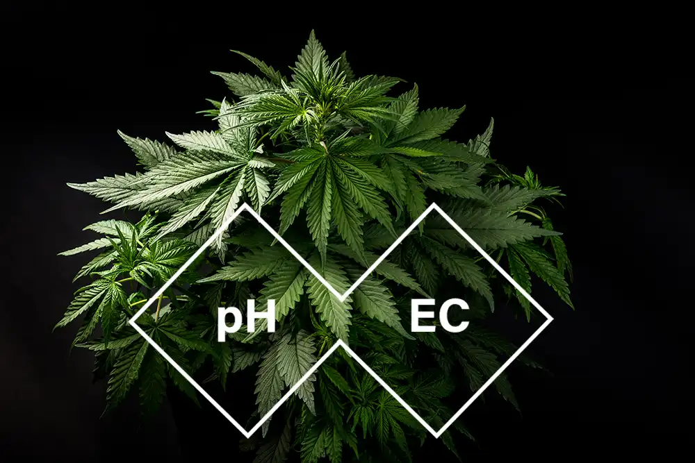 test et régulation du pH pour la culture dur cannabis