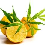 Terpènes dans le Cannabis : Limonène