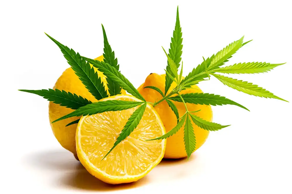 terpènes et cannabinoïde limonene