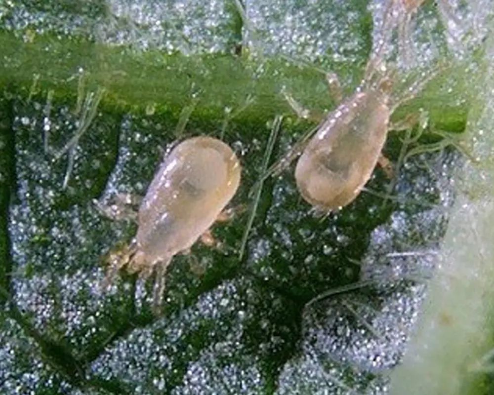 thrips adulte