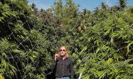 Jorge Cervantes : L’expert de renommée mondiale en culture de cannabis