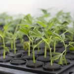 Cloner des plants de cannabis par bouturage