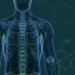Tout savoir sur le système endocannabinoïde et ses implications médicales