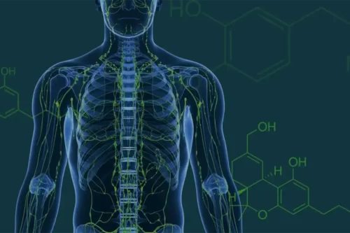 Tout savoir sur le système endocannabinoïde et ses implications médicales