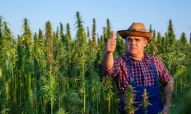 Chanvre et cannabis : deux plantes, deux utilisations
