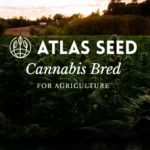 Atlas Seed : une entreprise qui se démarque dans l’industrie des graines de cannabis