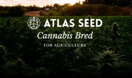 Atlas Seed : une entreprise qui se démarque dans l’industrie des graines de cannabis