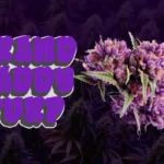 Grand Daddy Purple : Une variété Indica violette incontournable