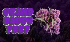 Grand Daddy Purple : Une variété Indica violette incontournable