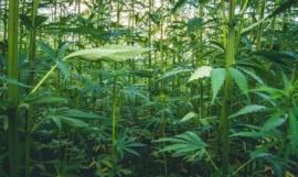 Le cannabis : un acteur clé dans la décontamination des sols