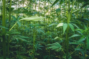 Le cannabis : un acteur clé dans la décontamination des sols