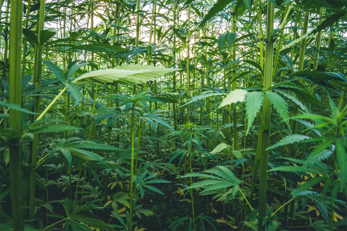 Décontamination des sols par le cannabis